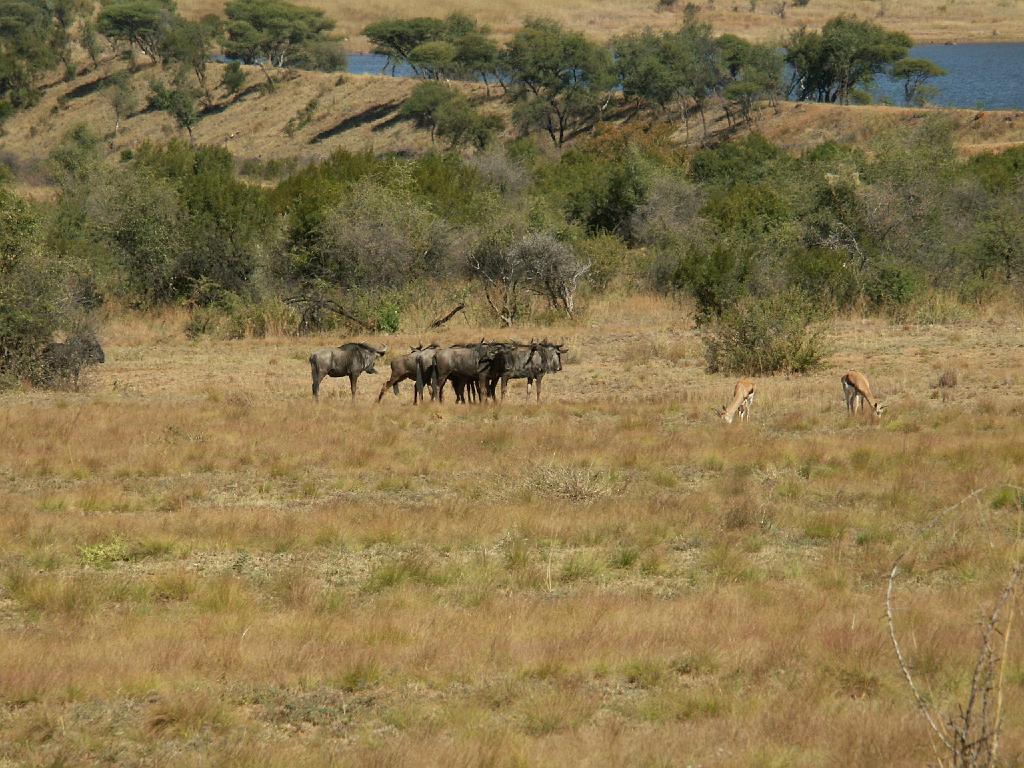 090517_Pilanesberg 064.jpg